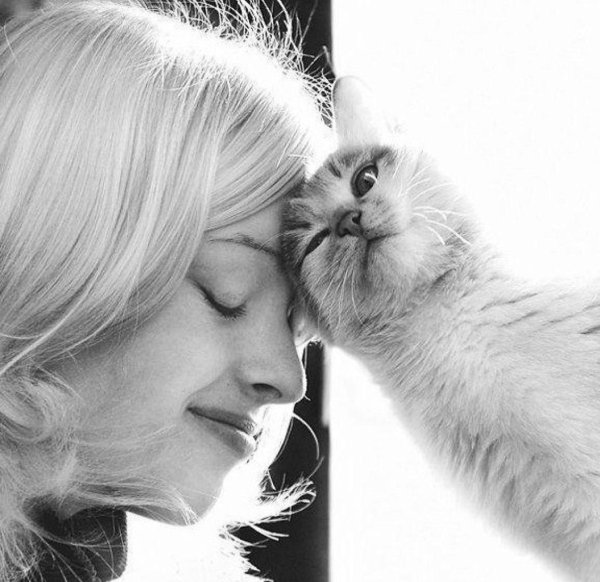 любовь к кошкам