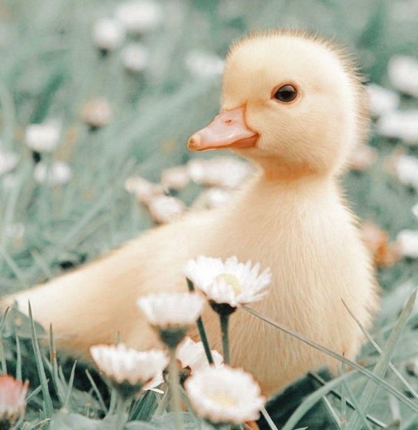 желтая утка