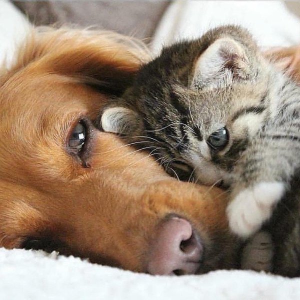 домашние питомцы