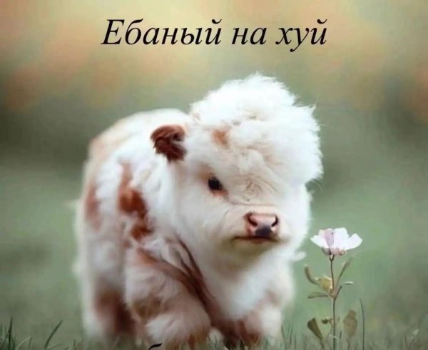 веселое животное