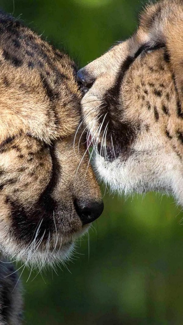 нежность животных