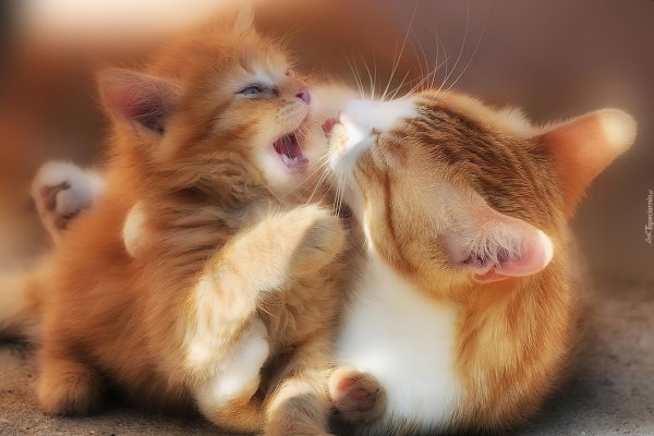 ласковый котенок