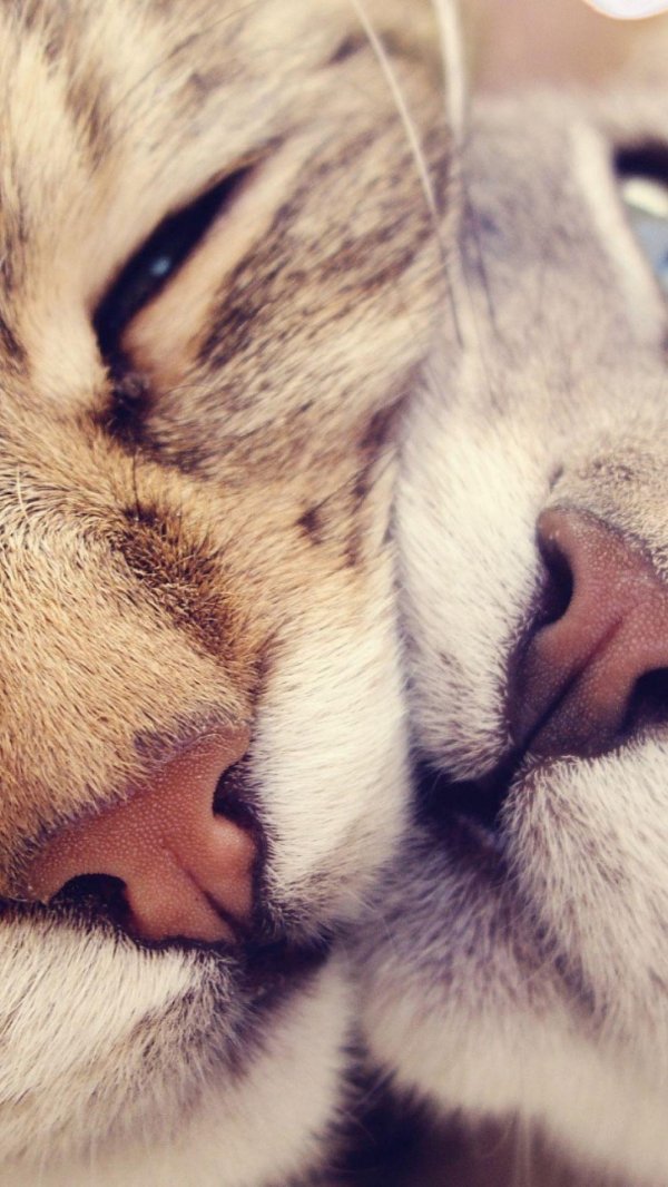 красивая кошка