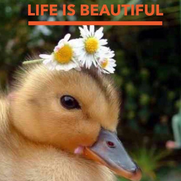 утенок маленький