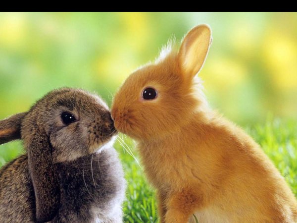 два кролика