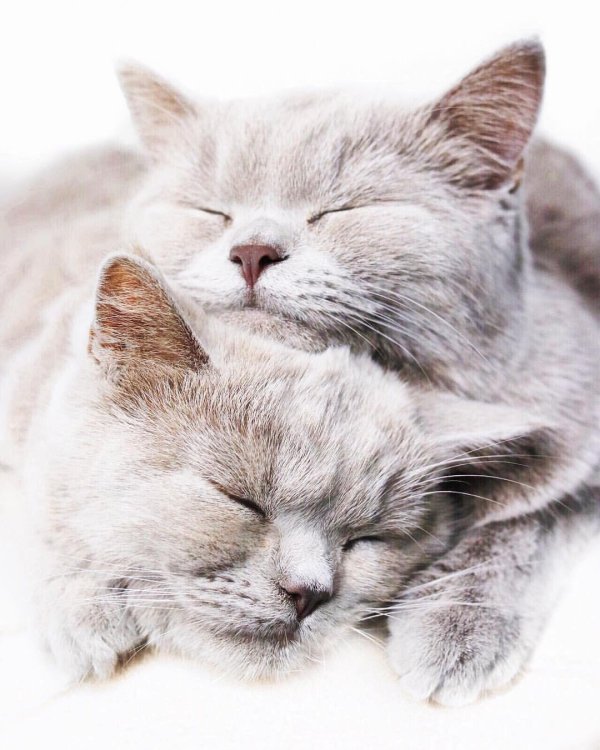 нежные котята