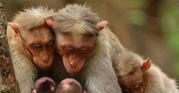 семейство обезьян