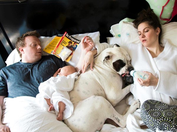 щенки французский бульдог