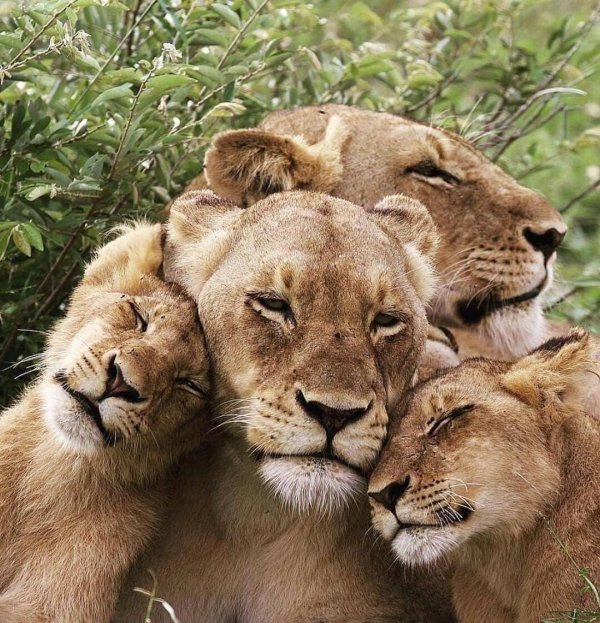 семейство львов прайд