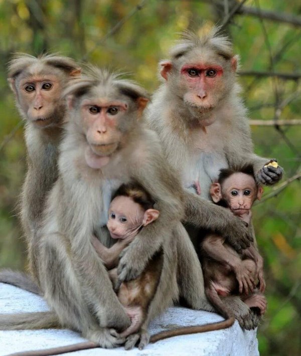 смешные обезьяны