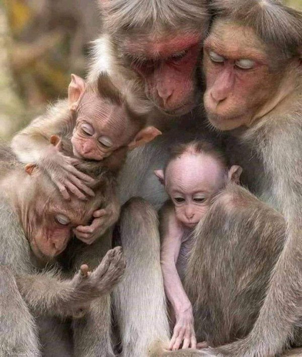 рождение обезьянки