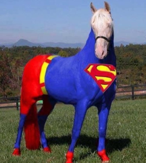 лошади смешные