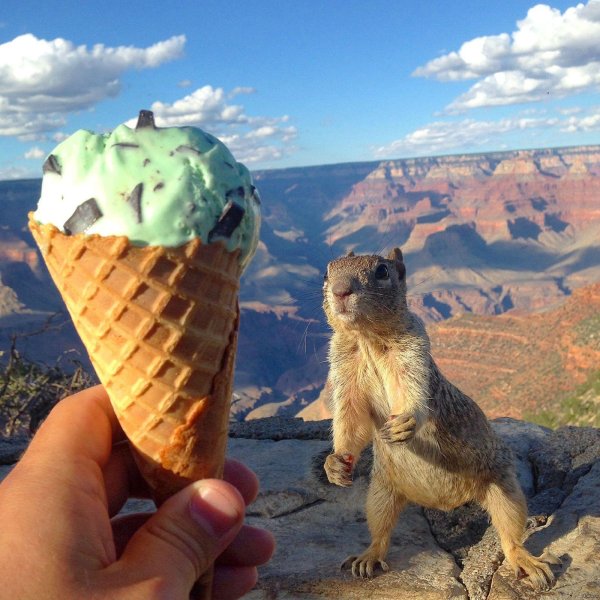 mint chocolate chip ice cream