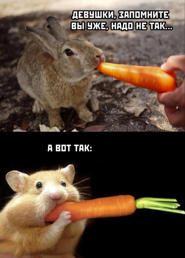 хомяк ест морковь
