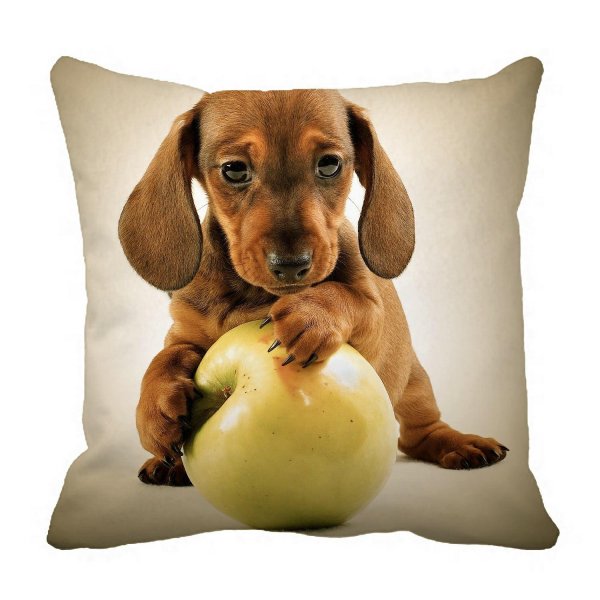 собаки няшки