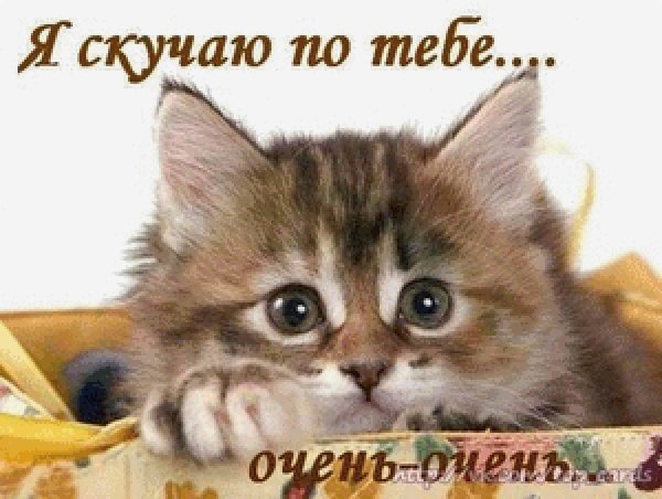 скучающий котенок