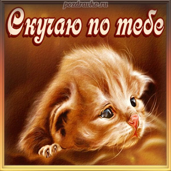 рыжий котенок скучает