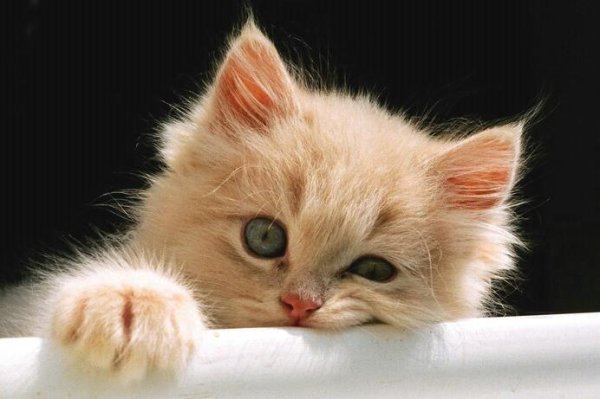 котенок рыжий