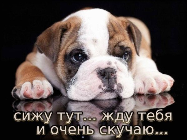 английский бульдог