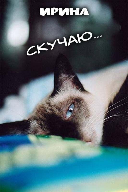 сиамская кошка