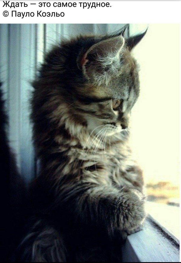 сибирская кошка табби браун