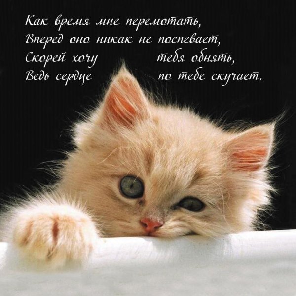 котики красивые