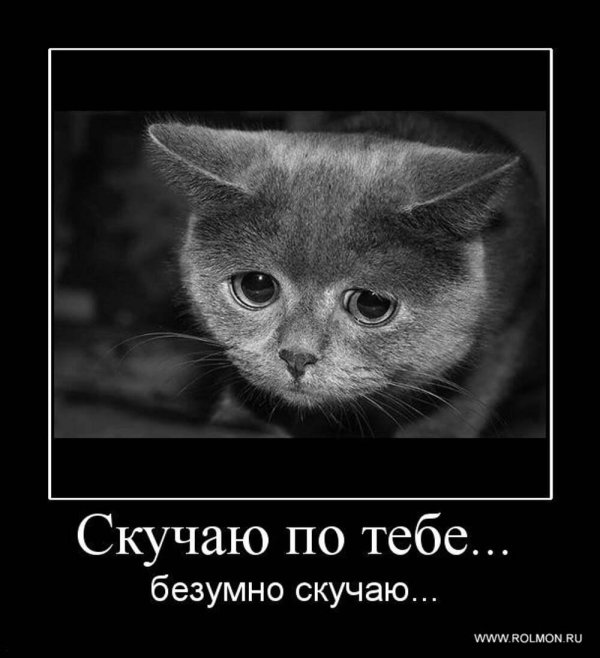 котик грустный