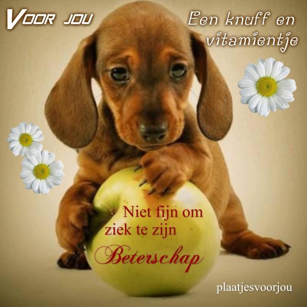 собаки няшки