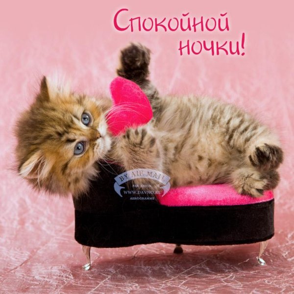 очаровательные котята