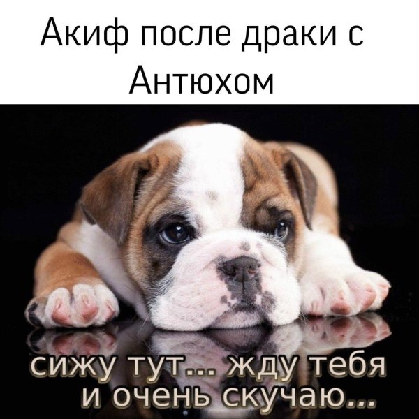 английский бульдог