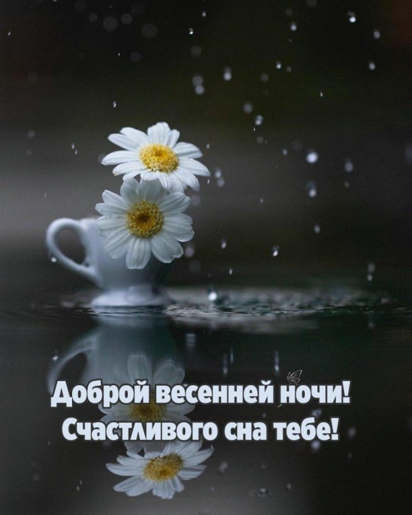 добрая ночь