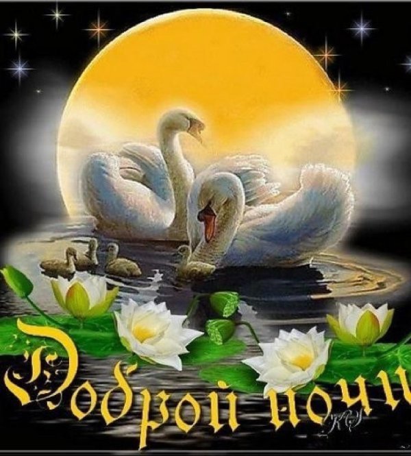 спокойной ночи с лебедями