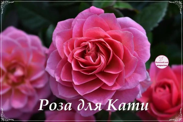 розы канадские флорибунда