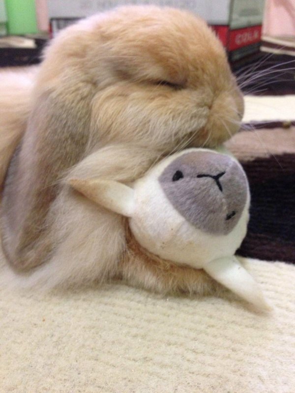 спящая зайка