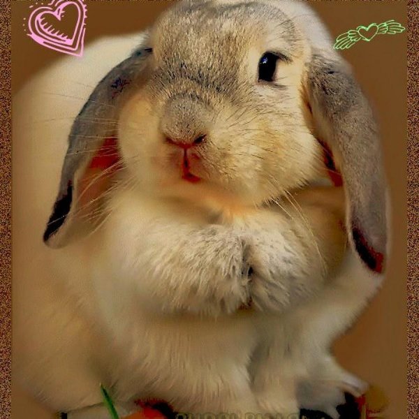 кролики милые