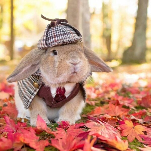 животные осень