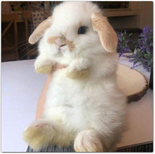 кролики милые