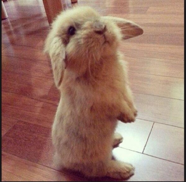 кролики милые