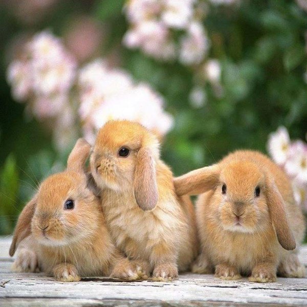 кролики милашки
