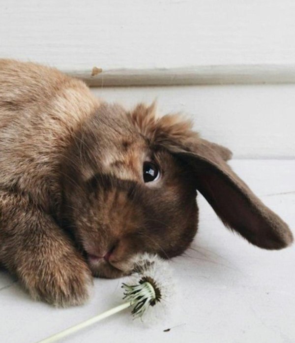 коричневый зайчик