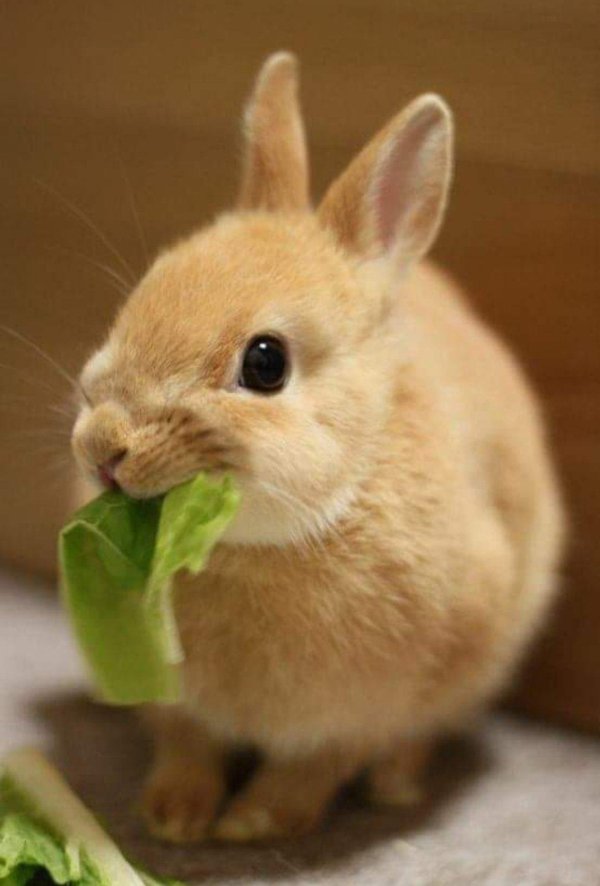 милые кролики