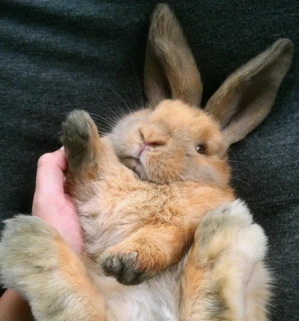 кролики милые