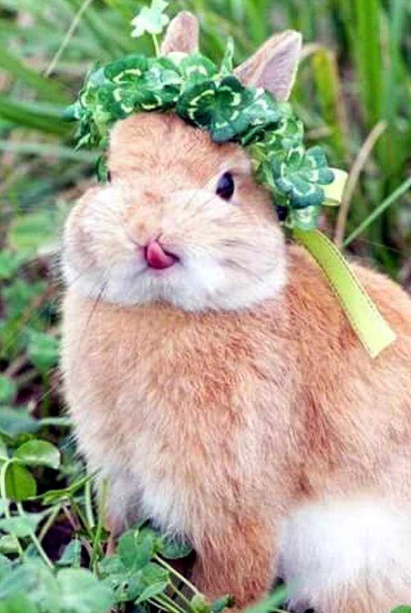 смешной заяц