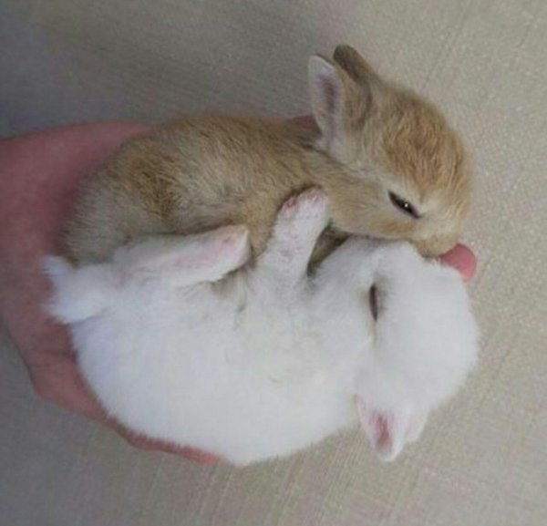 спящие зайцы