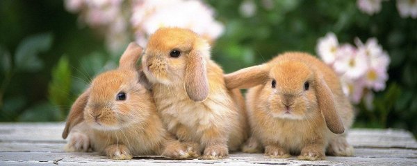 кролики милашки