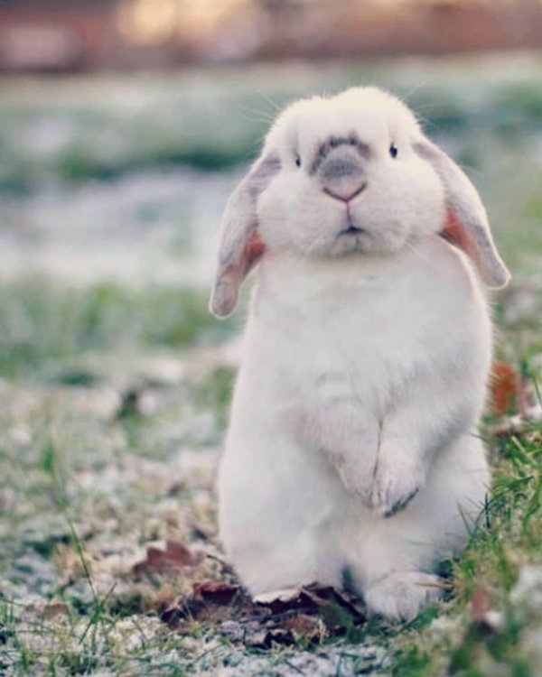 хиколь кролики