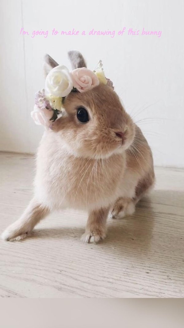 зайчики милые