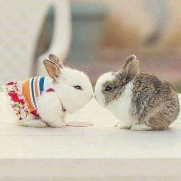 влюбленные кролики