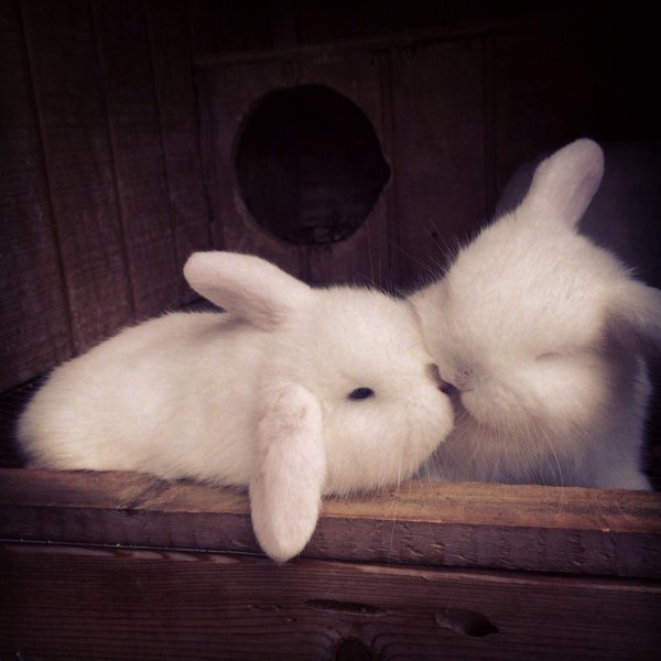 белые кролики