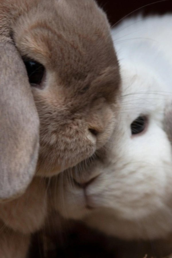 влюбленные зайчики